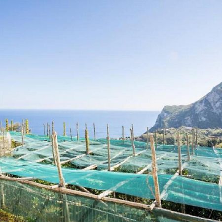 Villa Mariel Suites & Apartment Massa Lubrense Ngoại thất bức ảnh